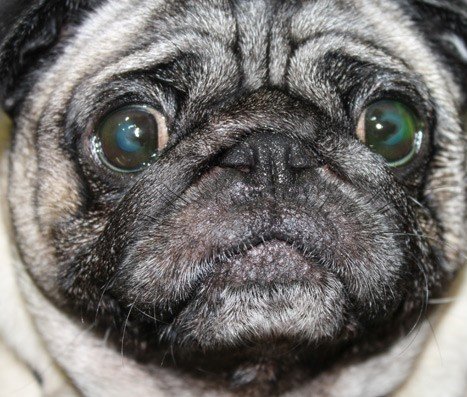 OFTALMICO (QUERATITIS)